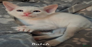 Oriental cats - Advert 4