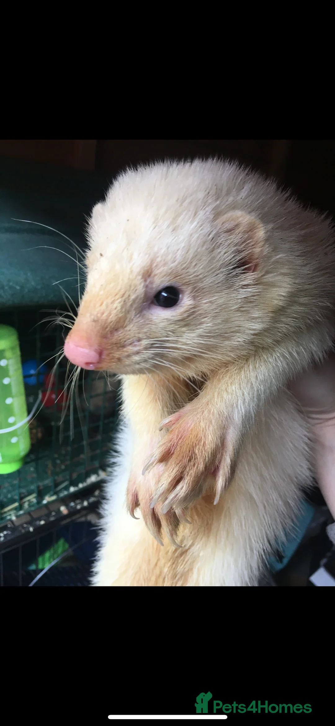 Ferret rodents for sale: 1 male and 2 female ferrets for sale - Advert 4