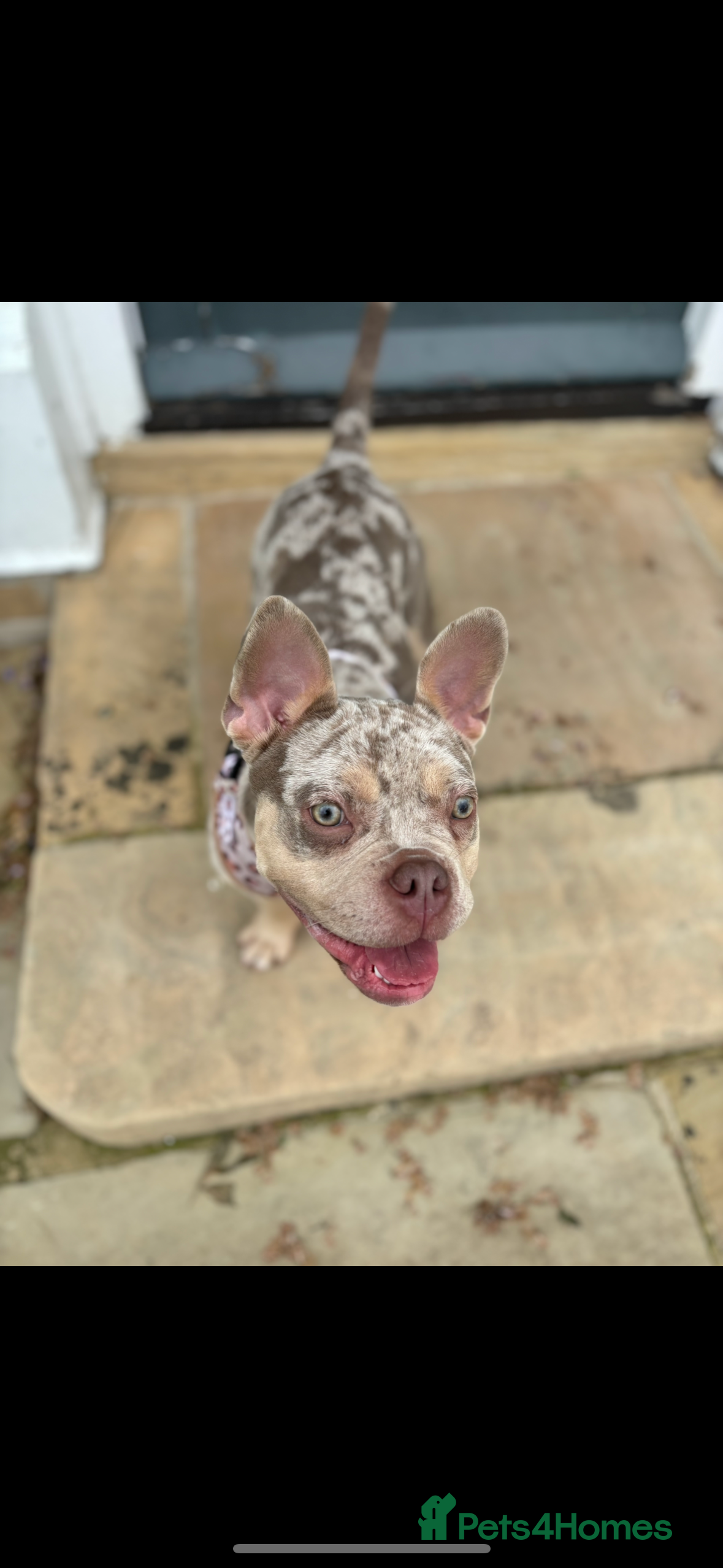 Mixed Breed dogs Coco - Merle Frenchie x Pocket Bully  - Advert 13