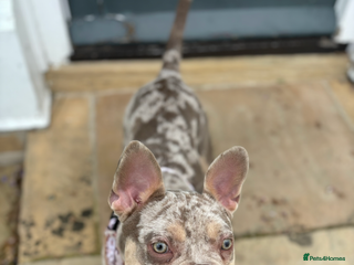 Mixed Breed dogs - Advert 13