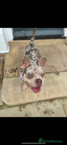 Mixed Breed dogs - Advert 7