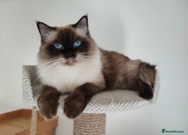 Ragdoll cats - Advert 4