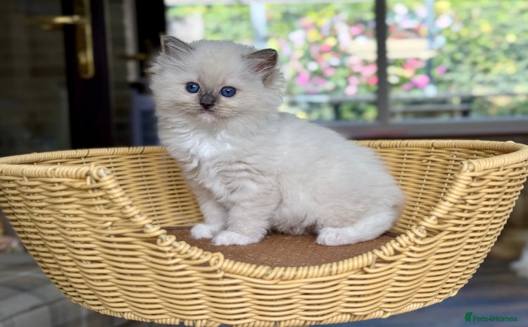 Ragdoll cats - Advert 6