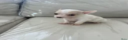 Chihuahua dogs for sale: Boy puppies for sale  - Advert 12