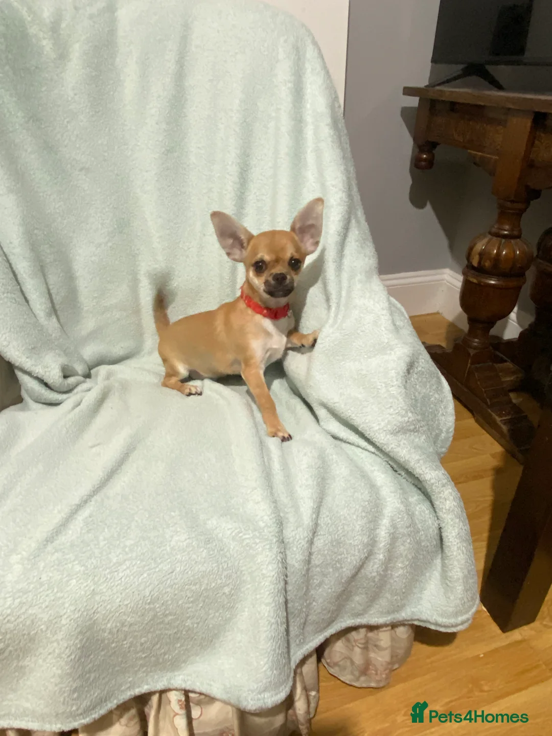 Chihuahua dogs for sale: 1 male and 1 female smooth coat Chihuahua - Advert 11