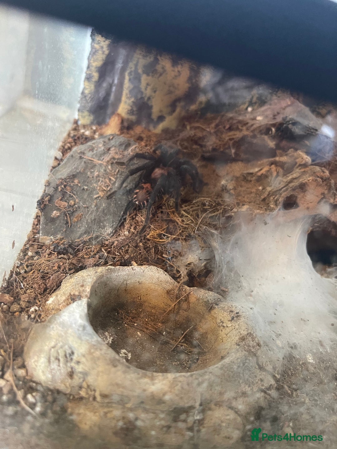 Tarantulas invertebrates for sale: Mix of tarantulas - Image 3