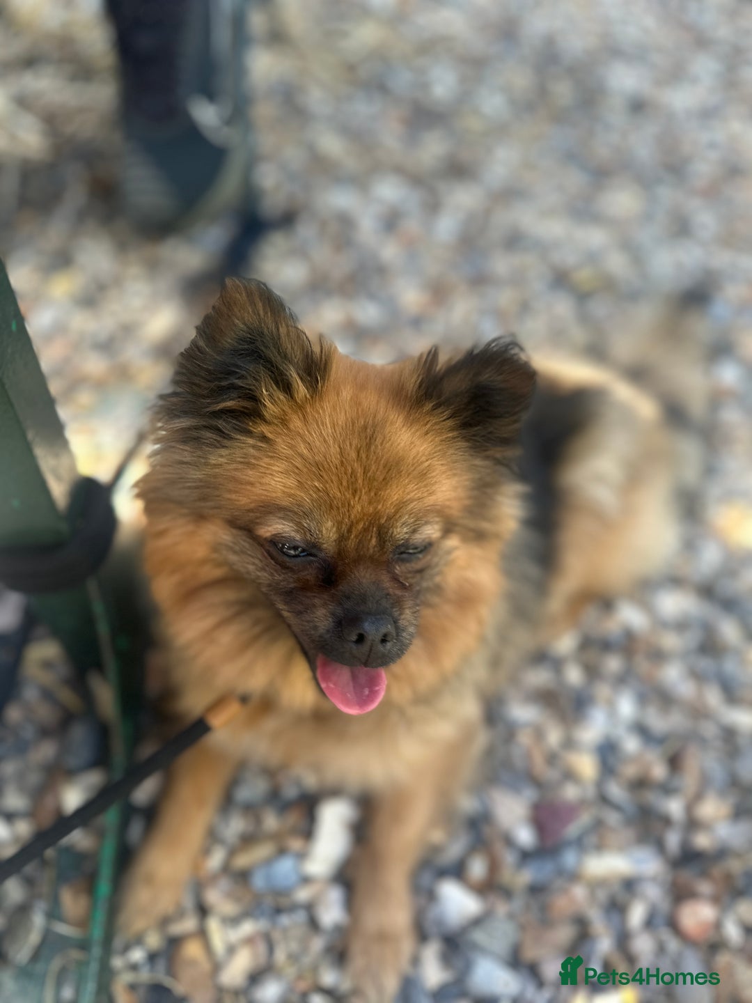 Pomeranian dogs for sale: Pedigree Pomeranian 2yrs old  - Image 4