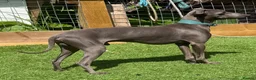 Italian Greyhound dogs for stud: Spanish import KC Italian greyhound for stud - Advert 7