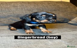 Mixed Breed dogs for sale: Adorable Doxiepoo Puppies for Sale - Advert 3