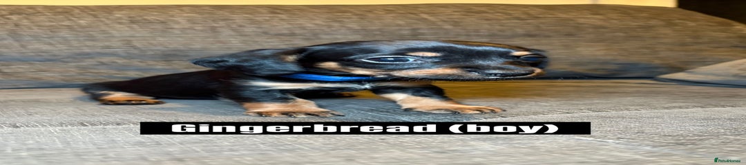 Mixed Breed Puppy 1 (Gingerbread)