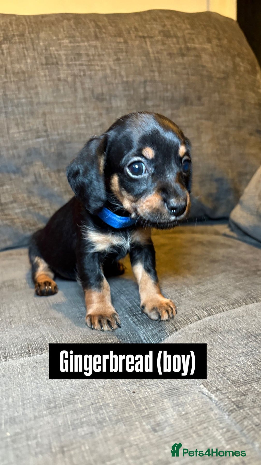 Mixed Breed dogs for sale: Adorable Doxiepoo Puppies for Sale - Advert 3