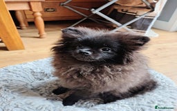 Pomeranian dogs for sale: Pom puppys with Kc reg , pedigree for sale in Taunton - Image 26