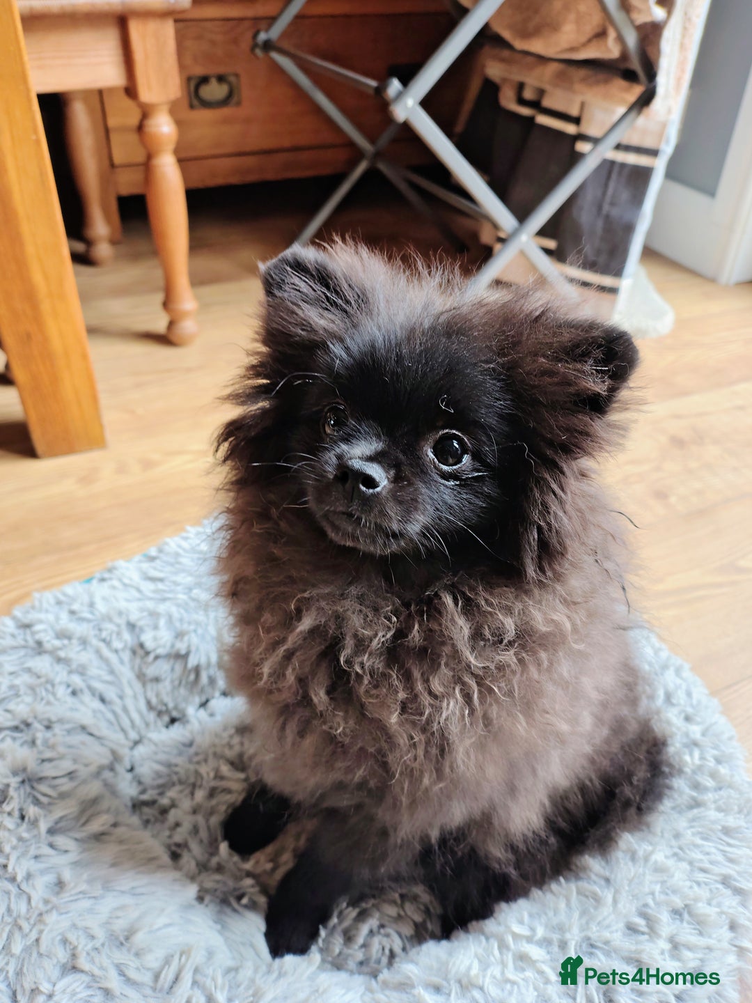 Pomeranian dogs for sale: Pom puppys with Kc reg , pedigree for sale in Taunton - Image 26