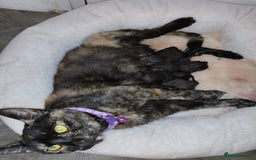 Mixed Breed cats for sale: Four black kittens - Image 2