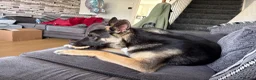 Mixed Breed dogs for sale: 8 month old German shepherd x mali - Advert 5