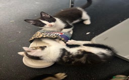 Domestic Shorthair cats for sale: 3 Beautiful tabby x British Short Hair ready - Image 4