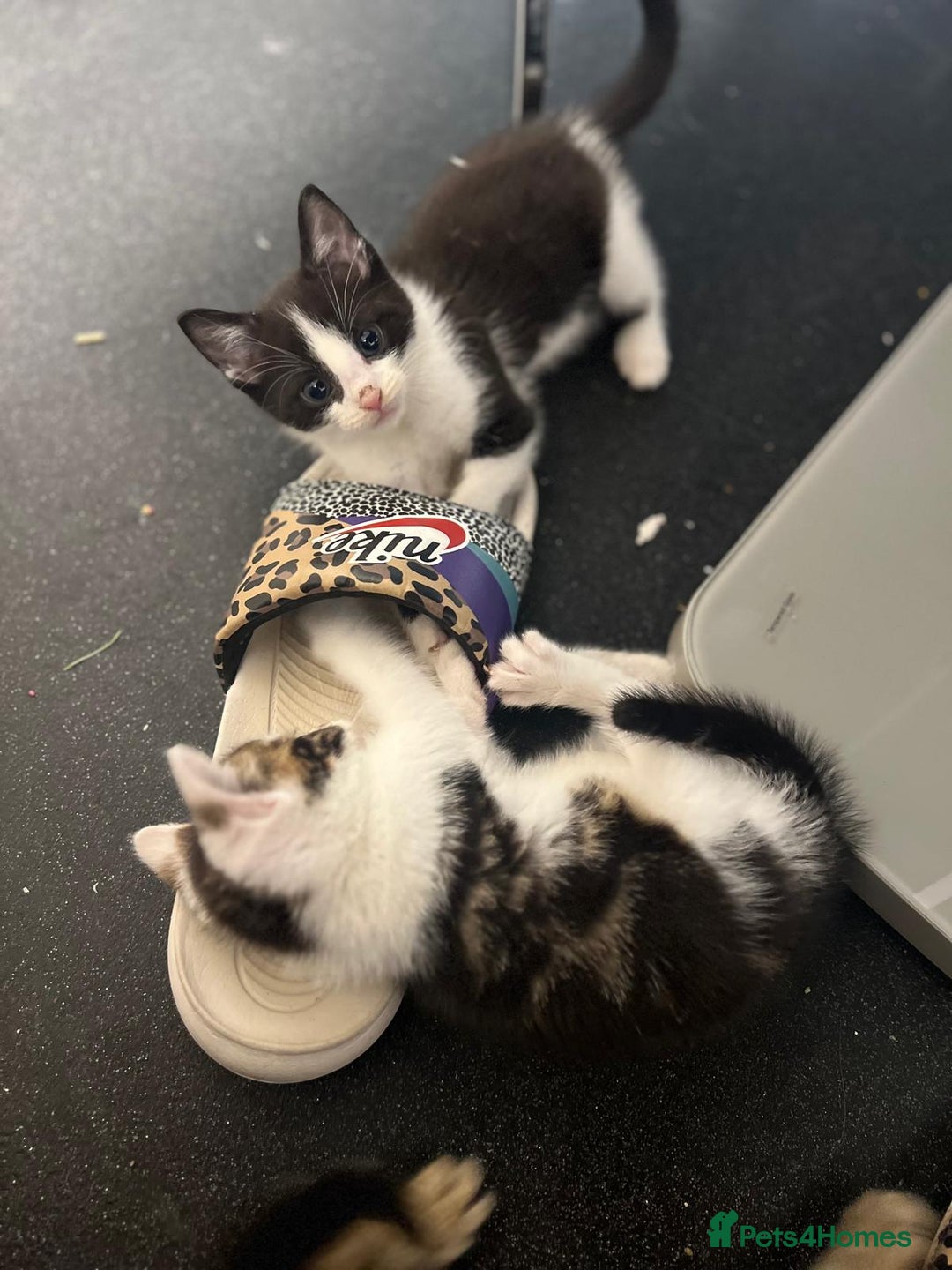 Domestic Shorthair cats for sale: 3 Beautiful tabby x British Short Hair ready - Image 4