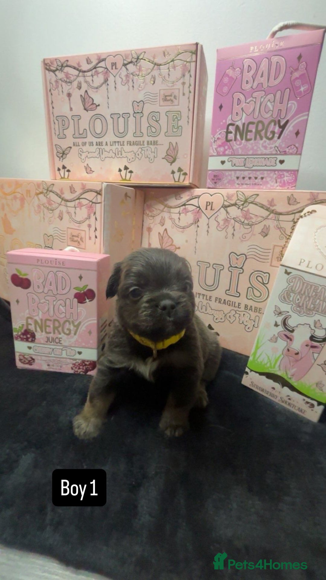 French Bulldog dogs for sale: Fluffy Frenchies. All carry pink  - Advert 4