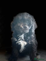 Cavapoo dogs - Advert 8