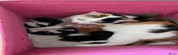 Mixed Breed cats for sale: Ready to leave  - Advert 3