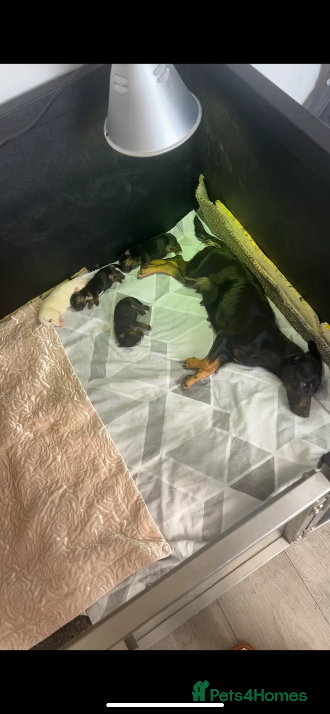 Jack Russell dogs for sale: Cutest puppies  in Dudley - Advert 1