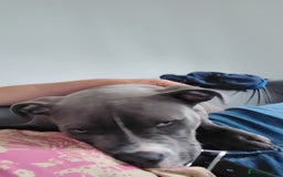 Staffordshire Bull Terrier dogs for sale: Staffy/pocket bully - Image 4