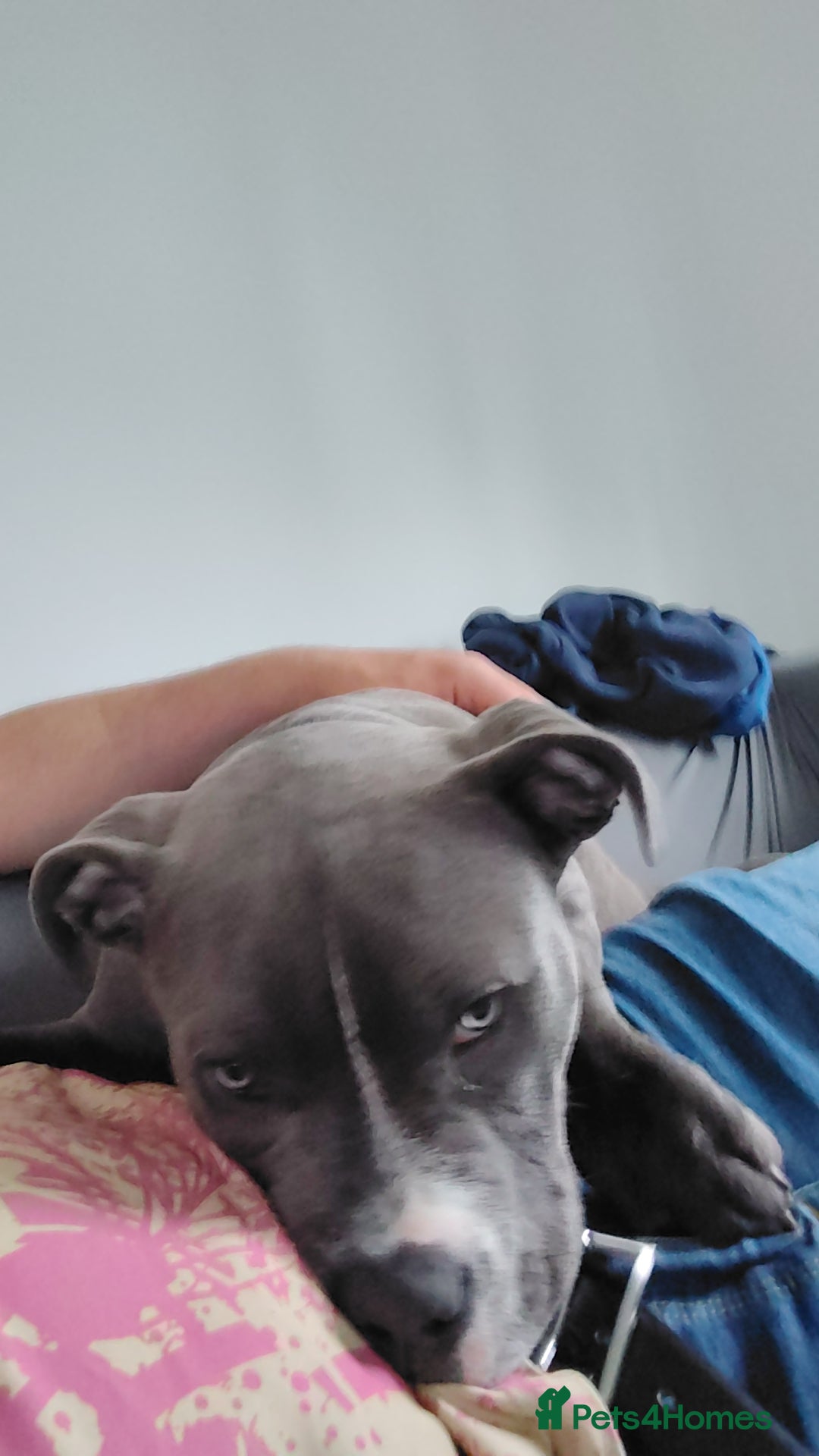 Staffordshire Bull Terrier dogs for sale: Staffy/pocket bully - Image 4