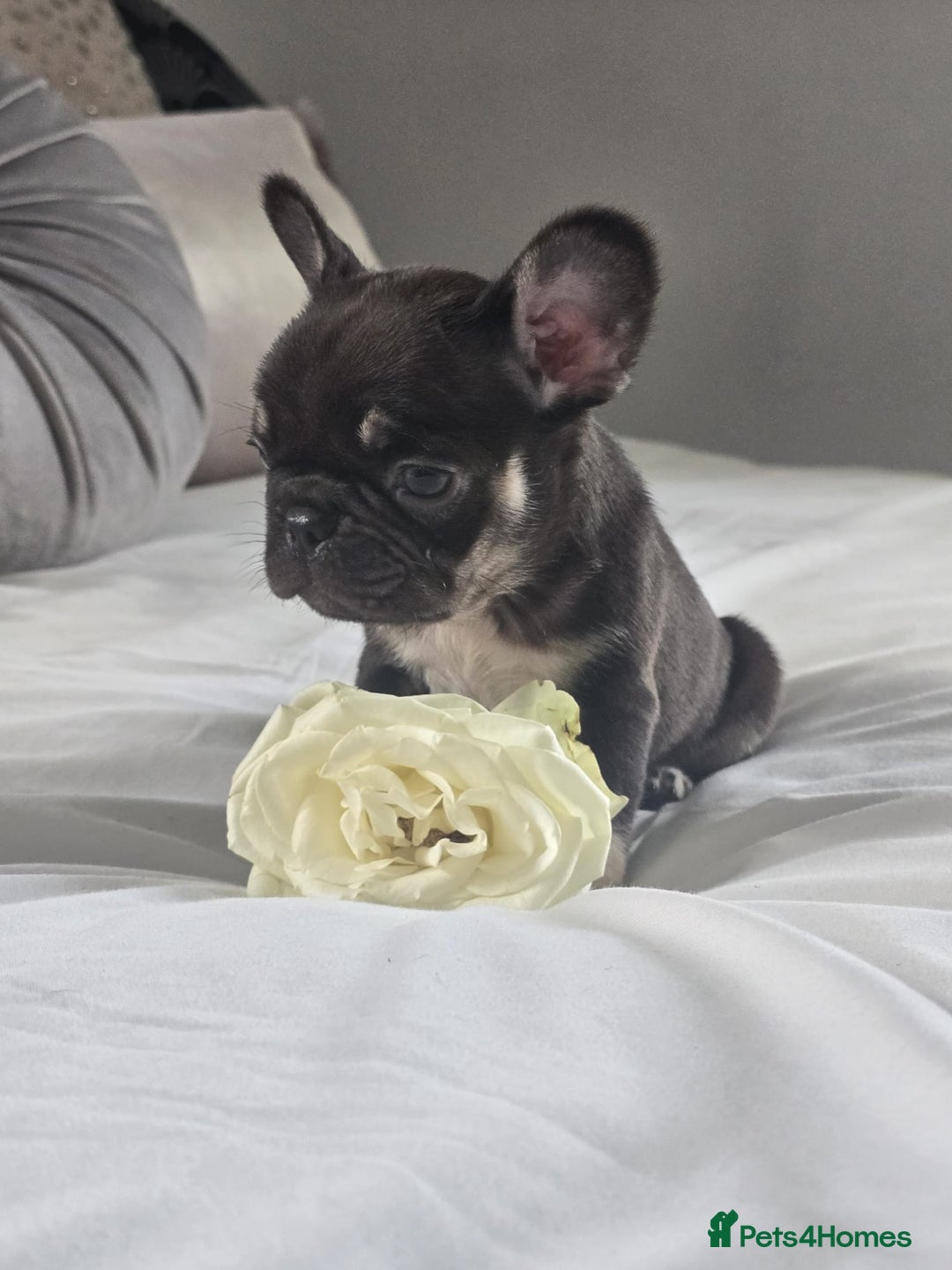 French Bulldog dogs for sale: French bulldog puppies  - Image 7