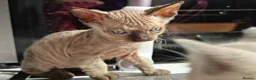 Mixed Breed cats for sale: Stunning sphynx x ragdoll kittens  - Advert 22