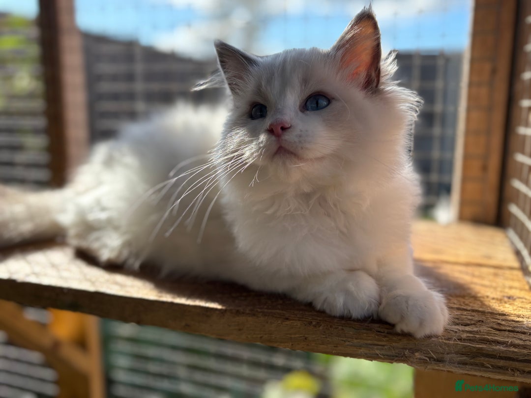 Ragdoll cats for sale: Tica registered blue bi colour boy ready now  - Image 3