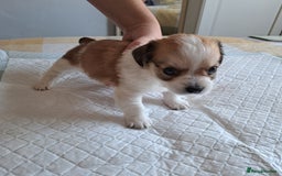 Jack Russell dogs for sale: Jack Russell for sale - Image 4
