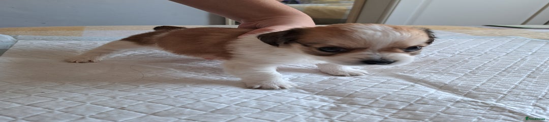 Jack Russell Puppy 1