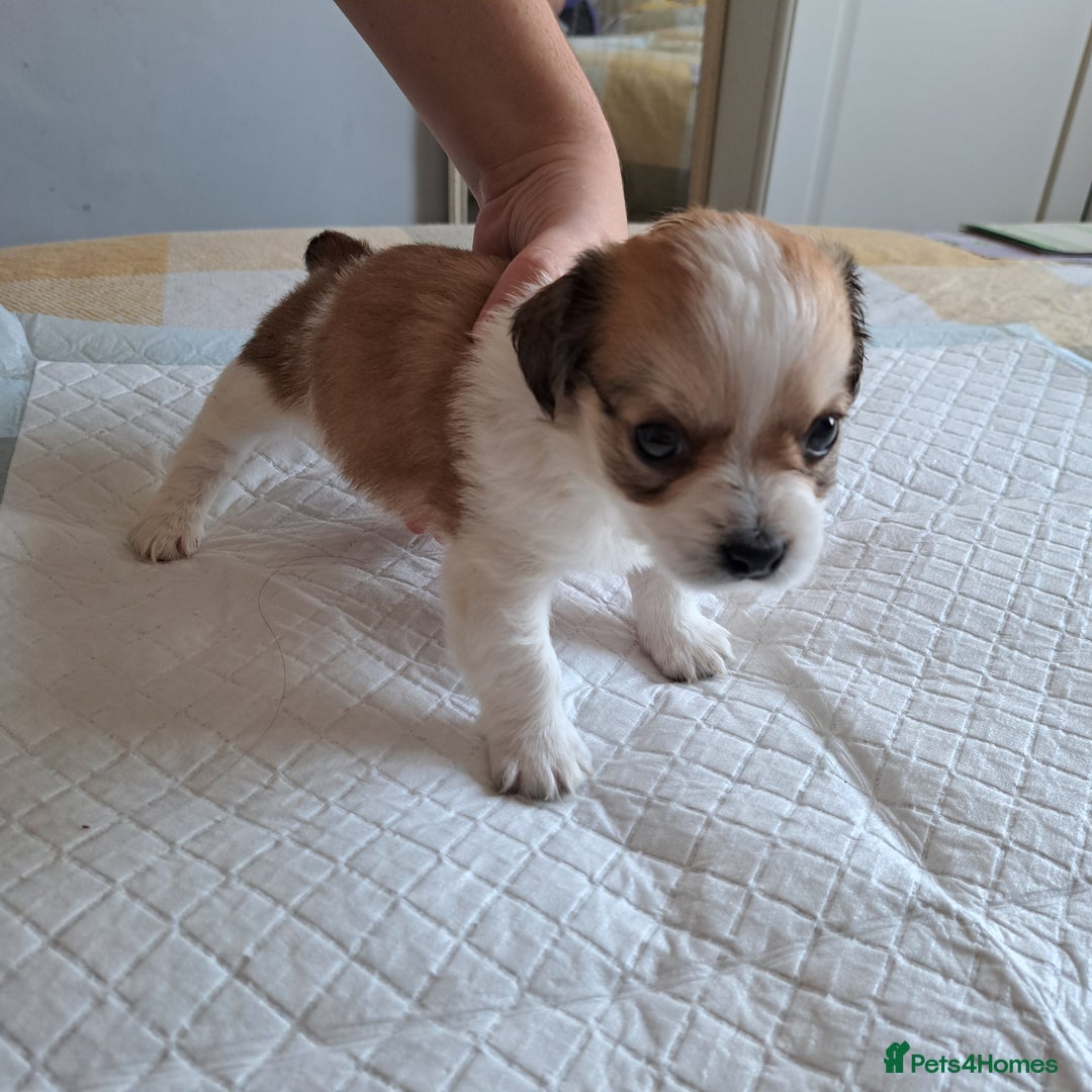 Jack Russell dogs for sale: Jack Russell for sale - Image 4