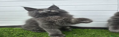 Maine Coon Kitten 2