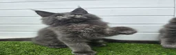 Maine Coon cats for sale: Beautiful gccf pet registered maine coon babies  - Advert 19