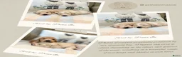 Miniature Dachshund dogs for stud: PROVEN CLEAR CREAM STUD BOY ❄️PRINCE ICE❄️ - Advert 12