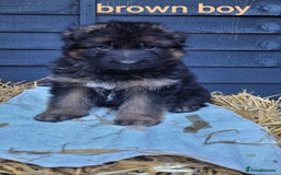 German Shepherd dogs for sale: German shepherd puppies  - Image 19