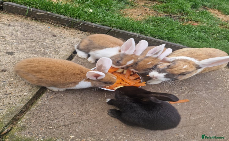 Mixed Breed rabbits - Advert 2