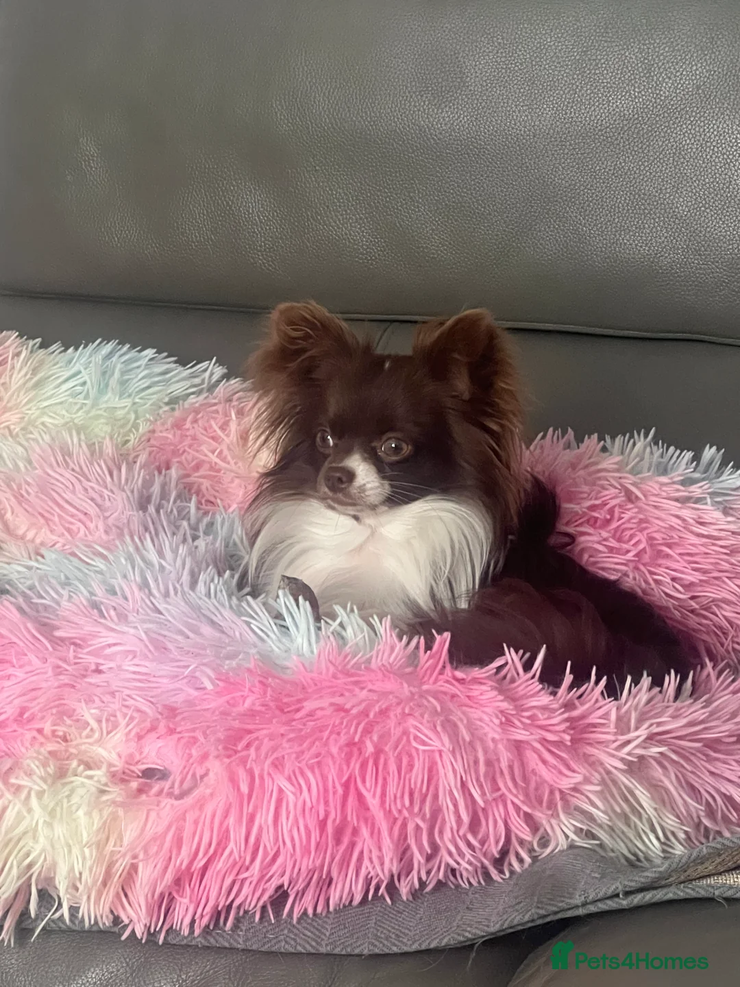 Chihuahua dogs for stud: Small Long coat chocolate and white chihuahua  - Advert 2