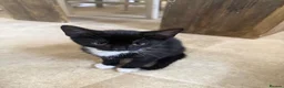 Mixed Breed cats for sale: 2 adorable kittens, one male, one female  - Advert 5