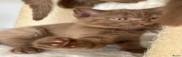 British Shorthair cats for sale: 5 Adorable Brown British Shorthair Kittens - Advert 8