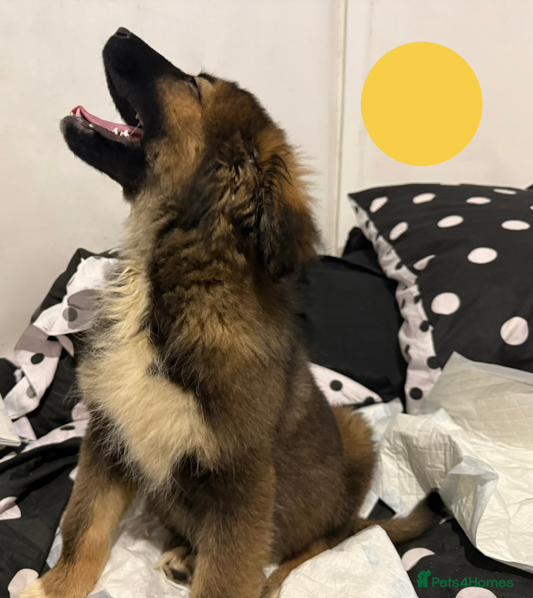 Caucasian Shepherd Dog dogs for sale: Caucasian shepherd puppies  - Advert 2