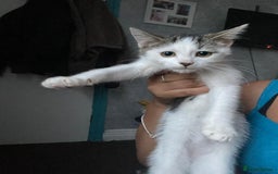 Mixed Breed cats for sale: 2 female 1 male kittens - Image 1