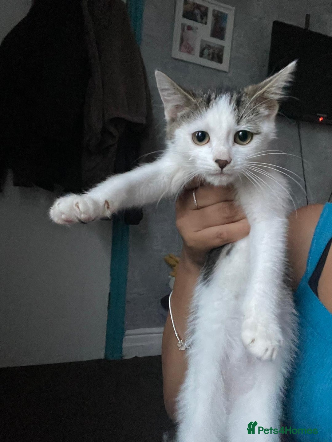 Mixed Breed cats for sale: 2 female 1 male kittens - Image 1