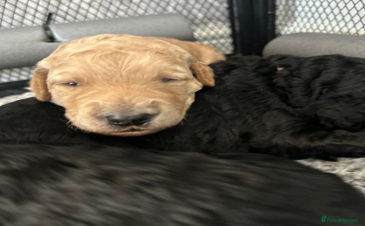 Bernedoodle dogs - Advert 1