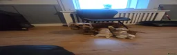 Cocker Spaniel dogs for sale: Stunning show cocker pups  - Advert 8
