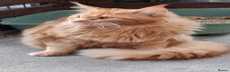 Maine Coon cats for sale: Maine Coon xl  - Advert 4