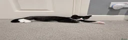 Mixed Breed cats for sale: Black and White Kittens - Advert 5