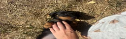 Miniature Dachshund dogs for sale: One girl 🩷 in Witney - Advert 4