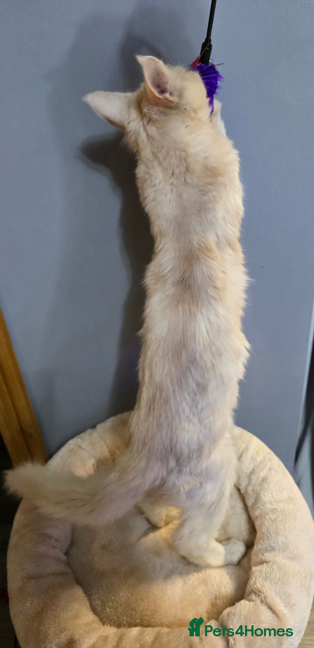 Maine Coon cats for sale: Ready now  -TICA MaineCoon Boy - Advert 32